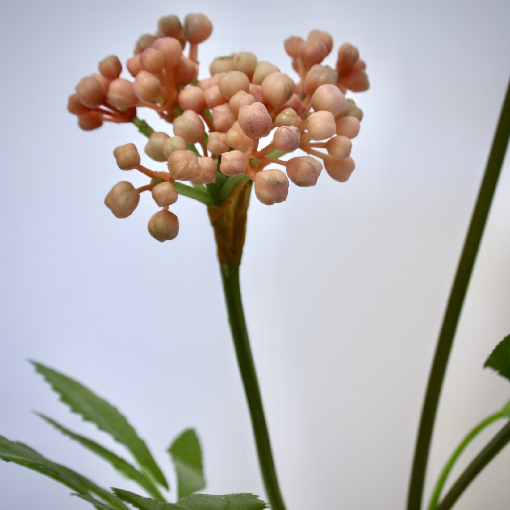 BERRY  SPRAY | PINK | 80 CM