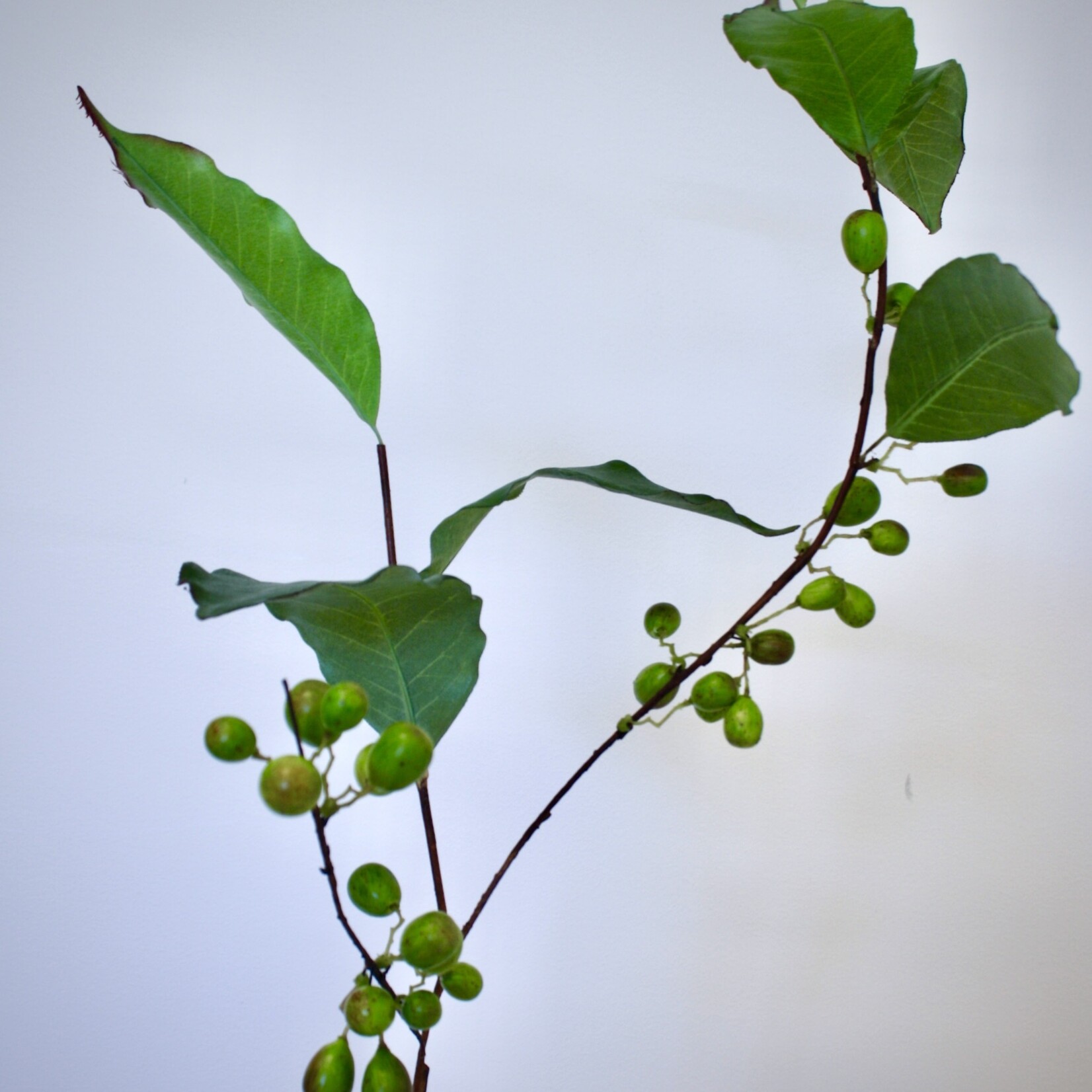 COFFEE BEAN LEAF | GREEN | 81 CM