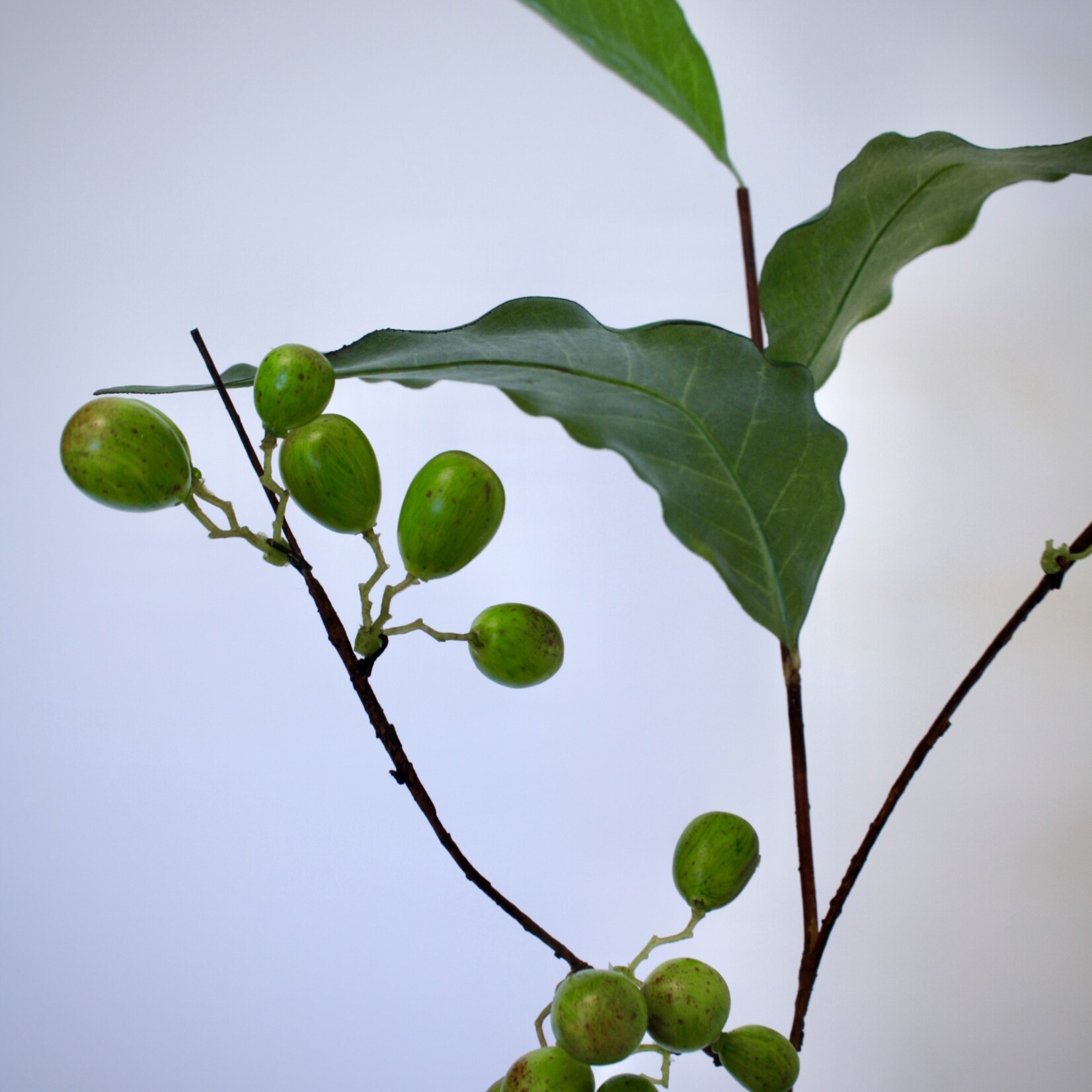 KOFFIE BOON BLAD | GROEN | 81 CM