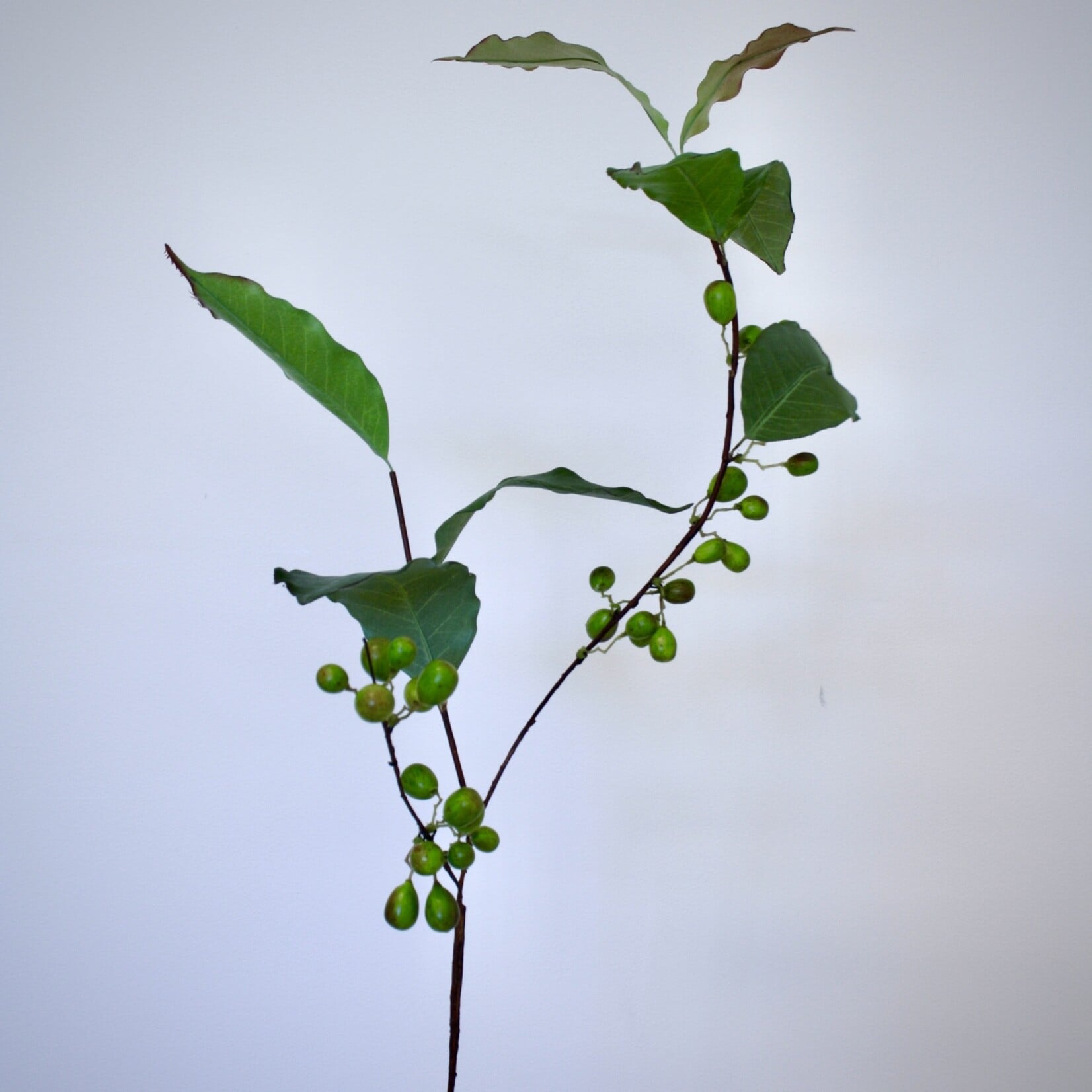KOFFIE BOON BLAD | GROEN | 81 CM