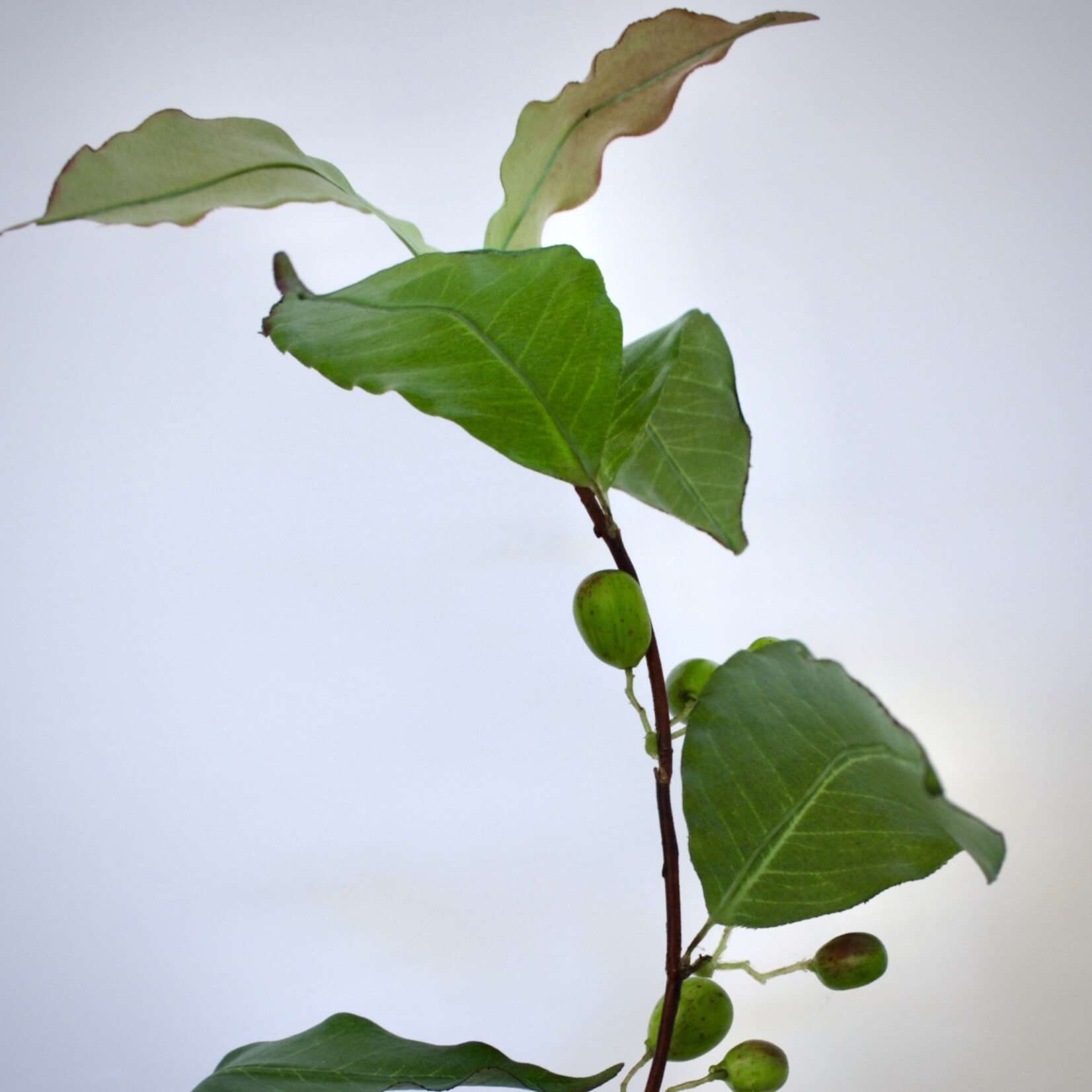 KOFFIE BOON BLAD | GROEN | 81 CM