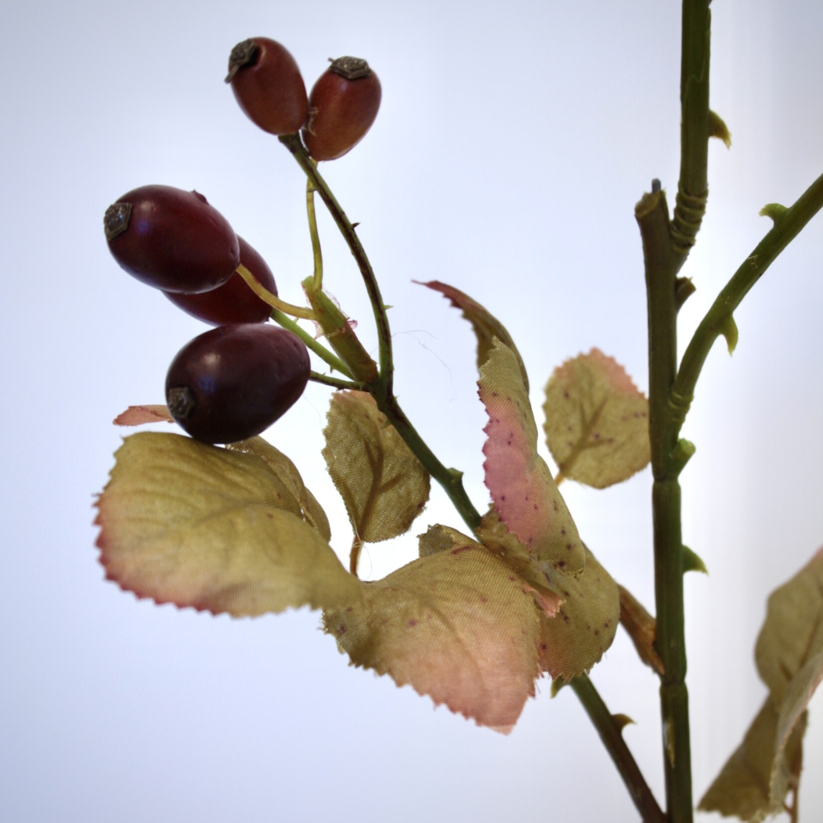 ROSEHIP | RED ORANGE | 85 CM