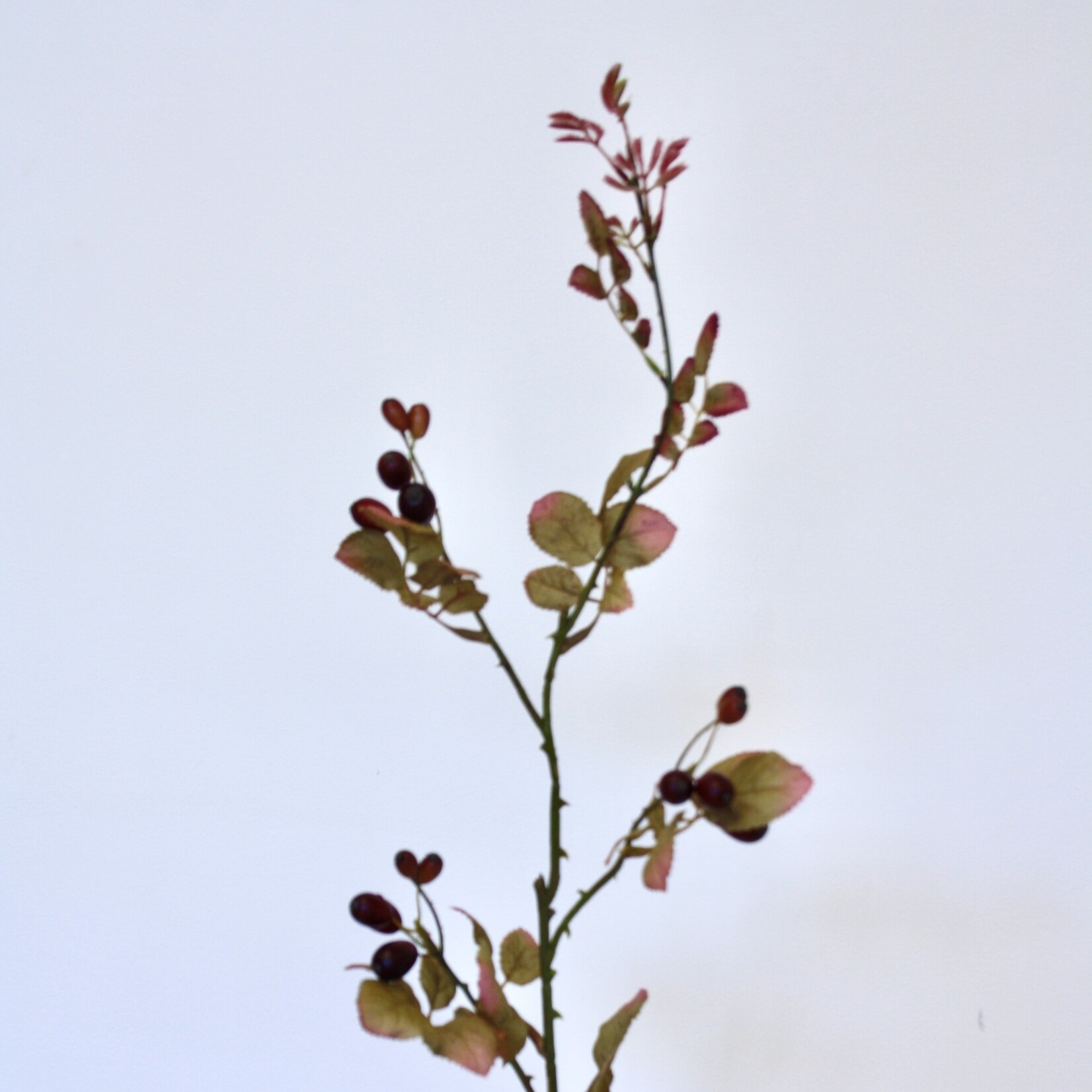 ROSEHIP | RED ORANGE | 85 CM