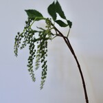 BESSENTAK HANGEND  | GROEN |  75 CM