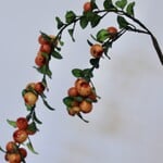 BESSENTAK | ORANJE |  55 CM