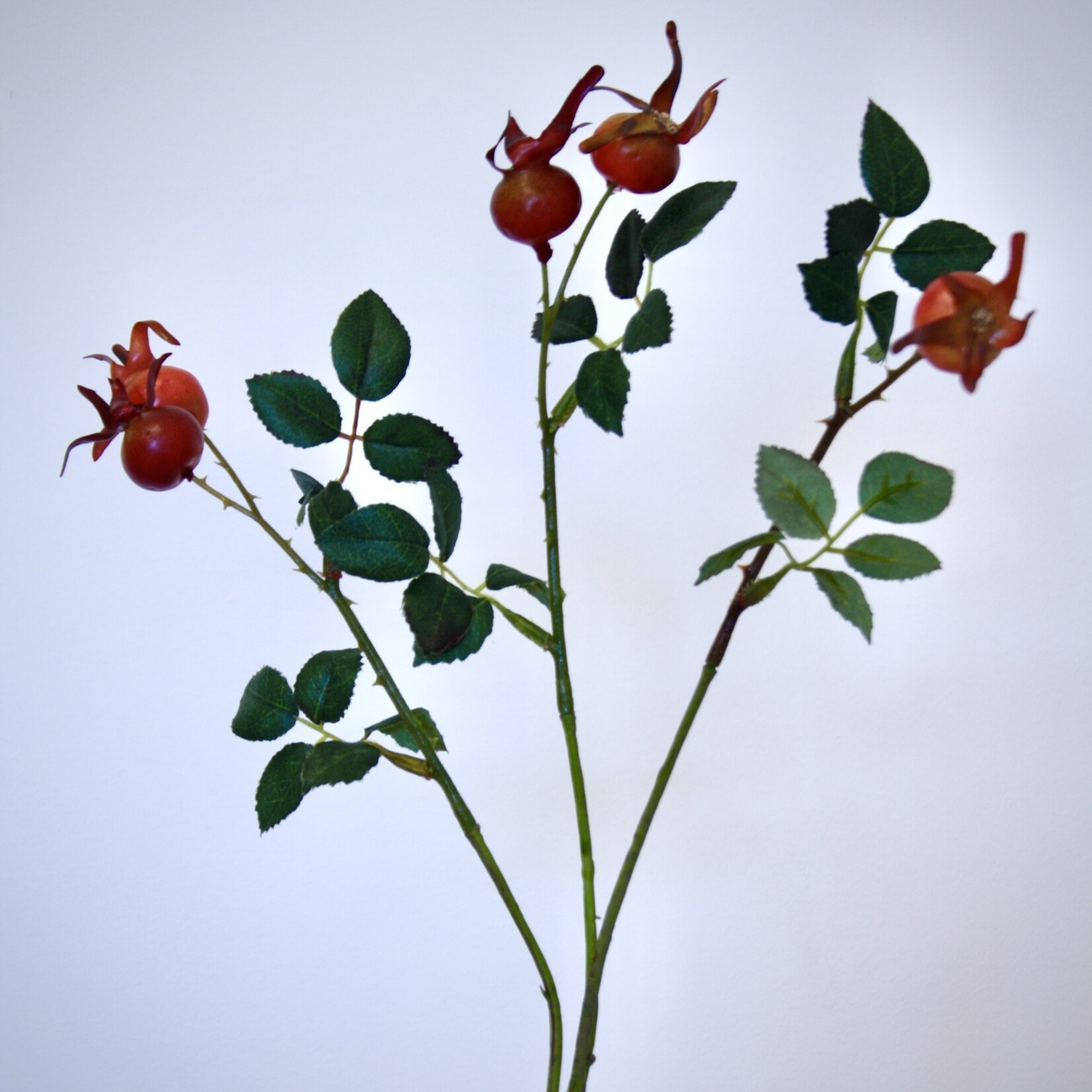 ROZENBOTTEL | ORANJE | 60 CM