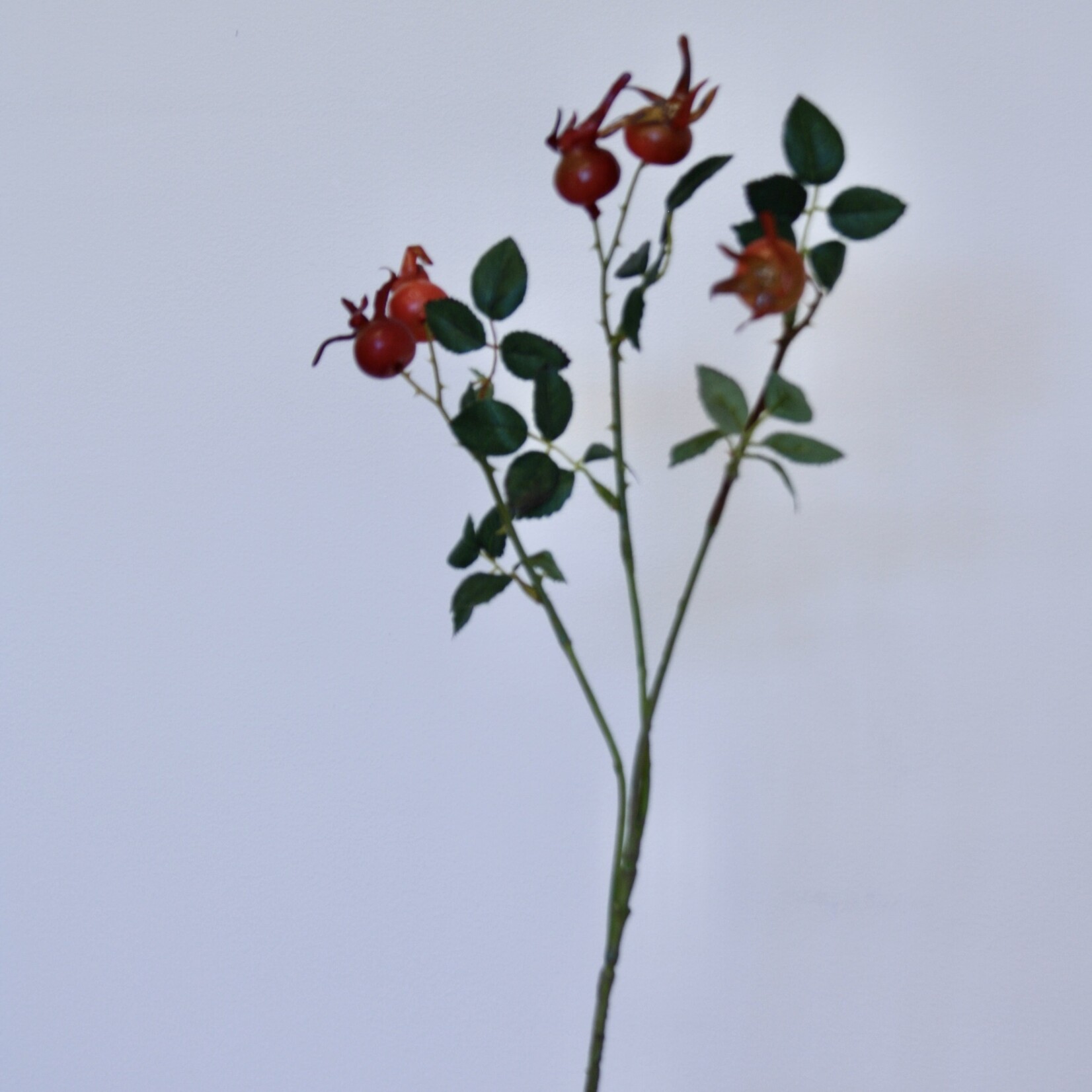 ROZENBOTTEL | ORANJE | 60 CM