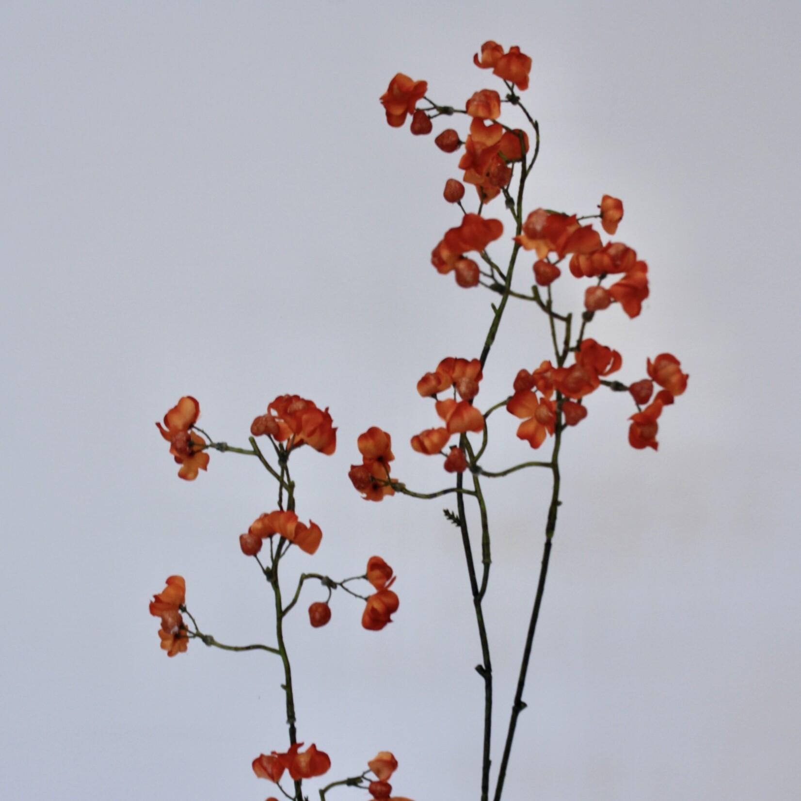 BERRY  SPRAY | ORANGE | 90 CM