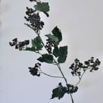 GRAPE BRANCH | BLUE  | 105 CM