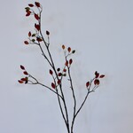 ROZENBOTTEL HONDSROOS | ORANJE | 110 CM