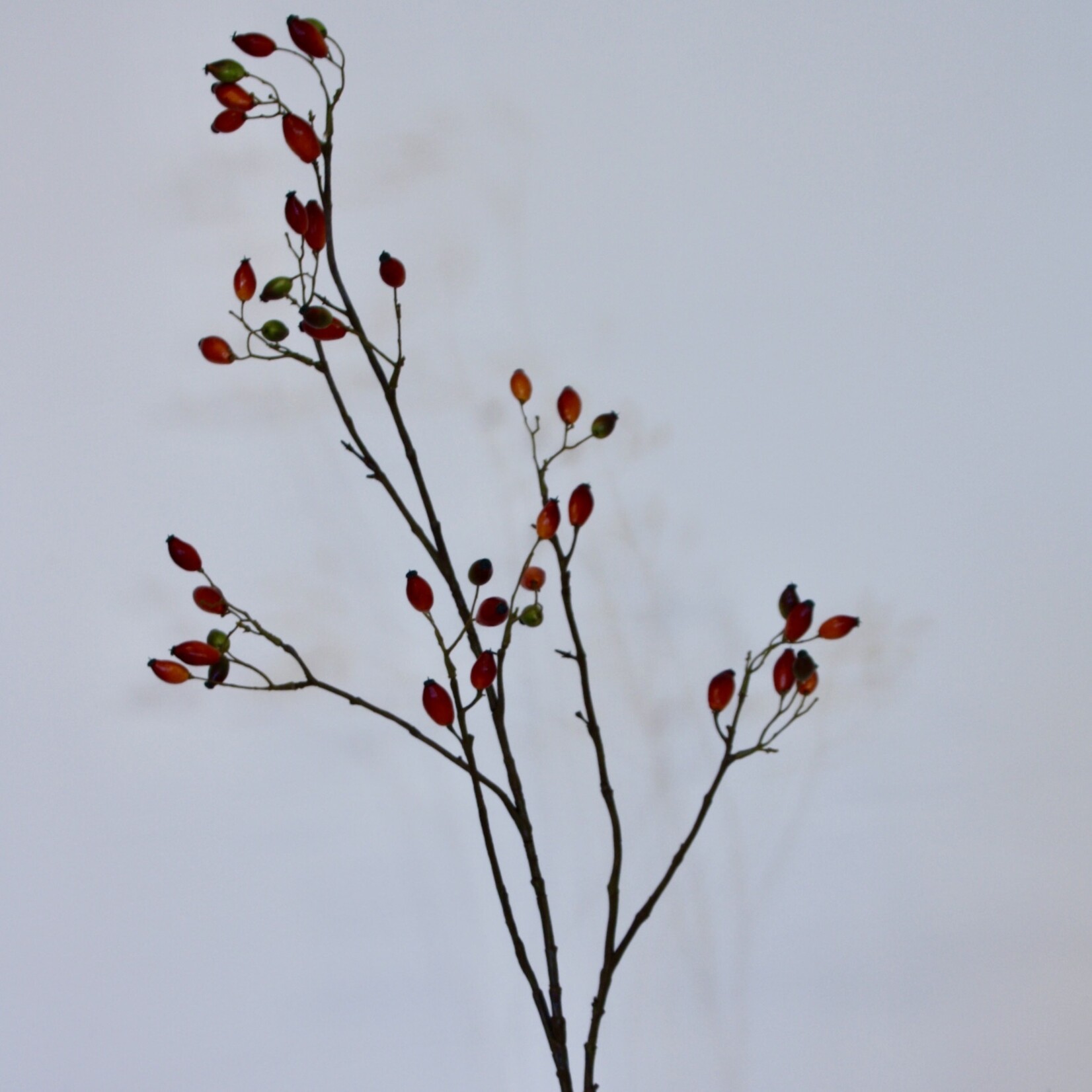 ROSEHIP ROSA CANINA | ORANGE | 110 CM