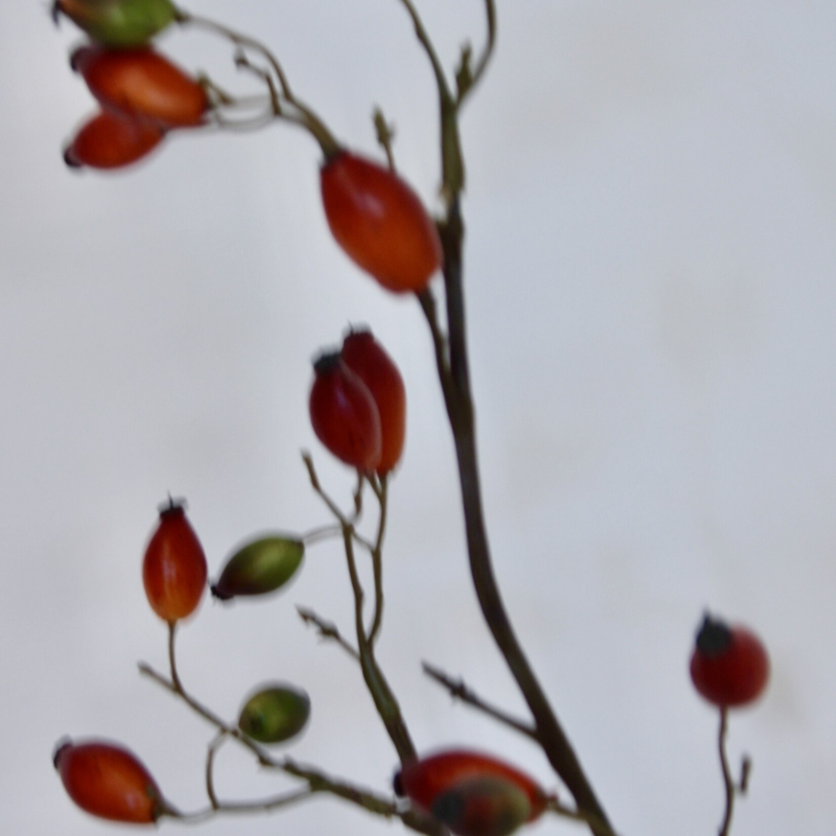 ROSEHIP ROSA CANINA | ORANGE | 110 CM