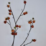 ROZENBOTTEL HONDSROOS | ORANJE | 109 CM