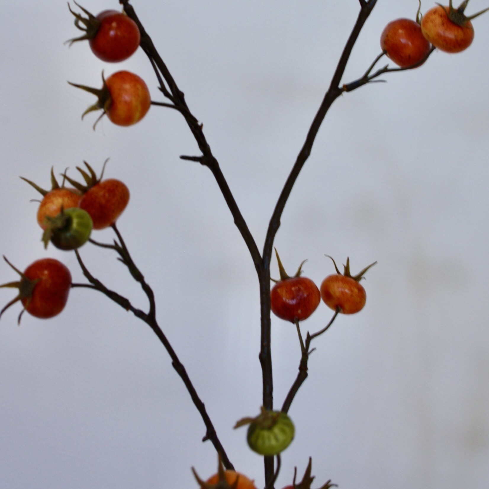 ROSEHIP ROSA CANINA | ORANGE | 109 CM