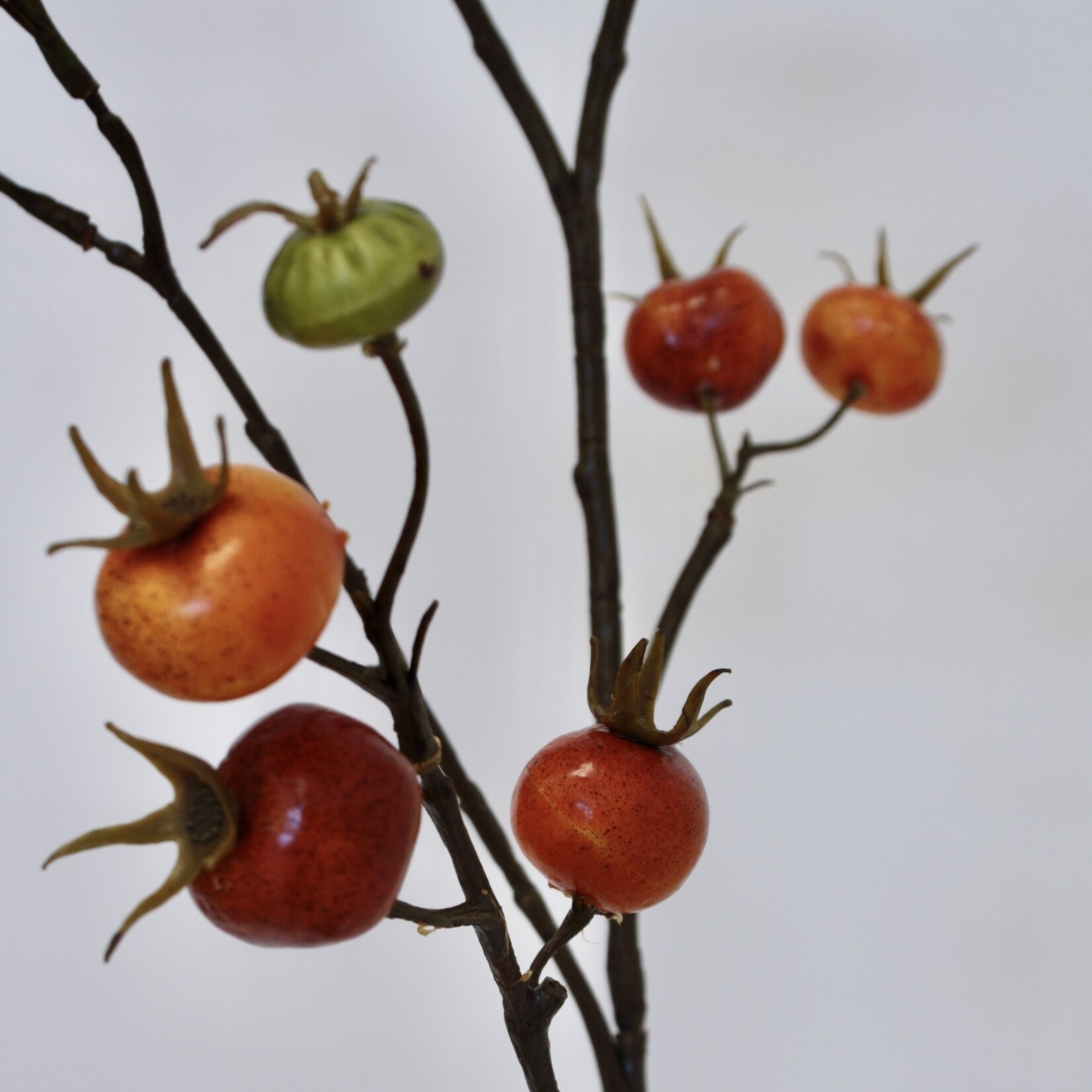 ROZENBOTTEL HONDSROOS | ORANJE | 109 CM