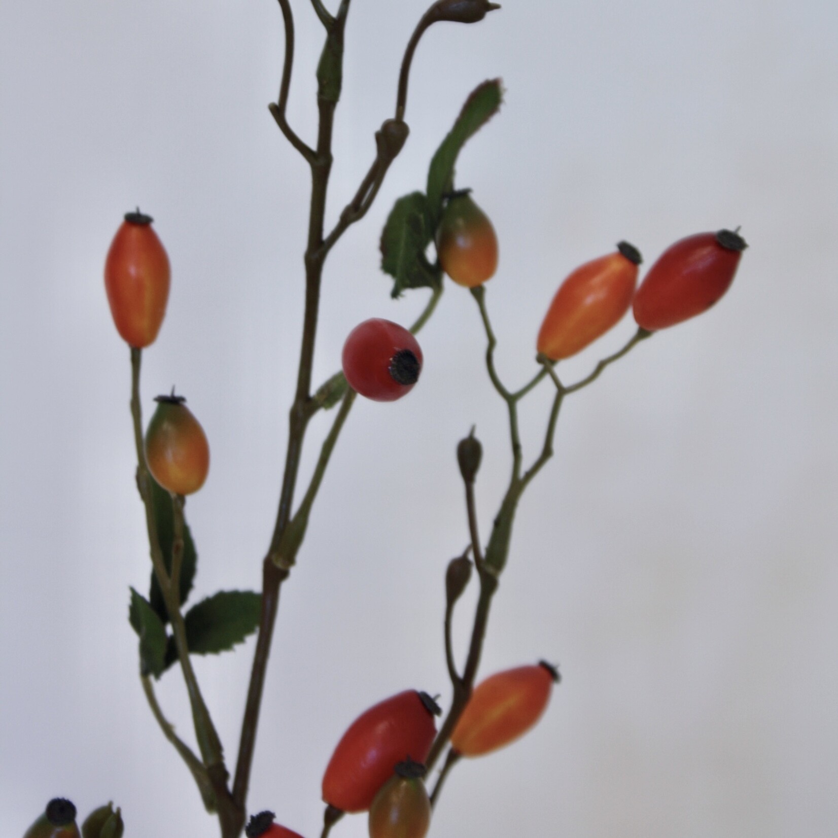 ROZENBOTTEL | ORANJE | 78 CM