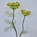 DAUCUS CAROTA | YELLOW | 95 CM