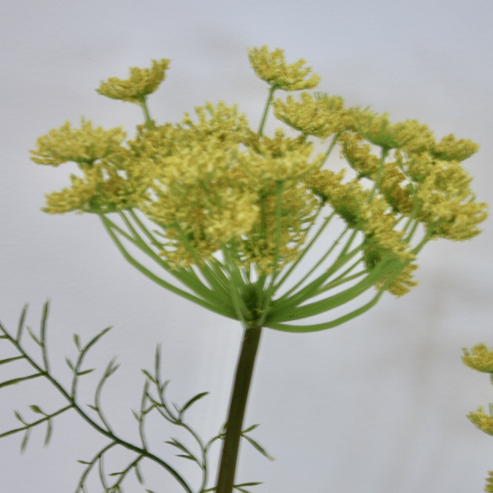 DAUCUS CAROTA | YELLOW | 95 CM