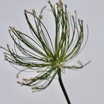 PARAPLU PAPYRUS | GROEN | 69 CM