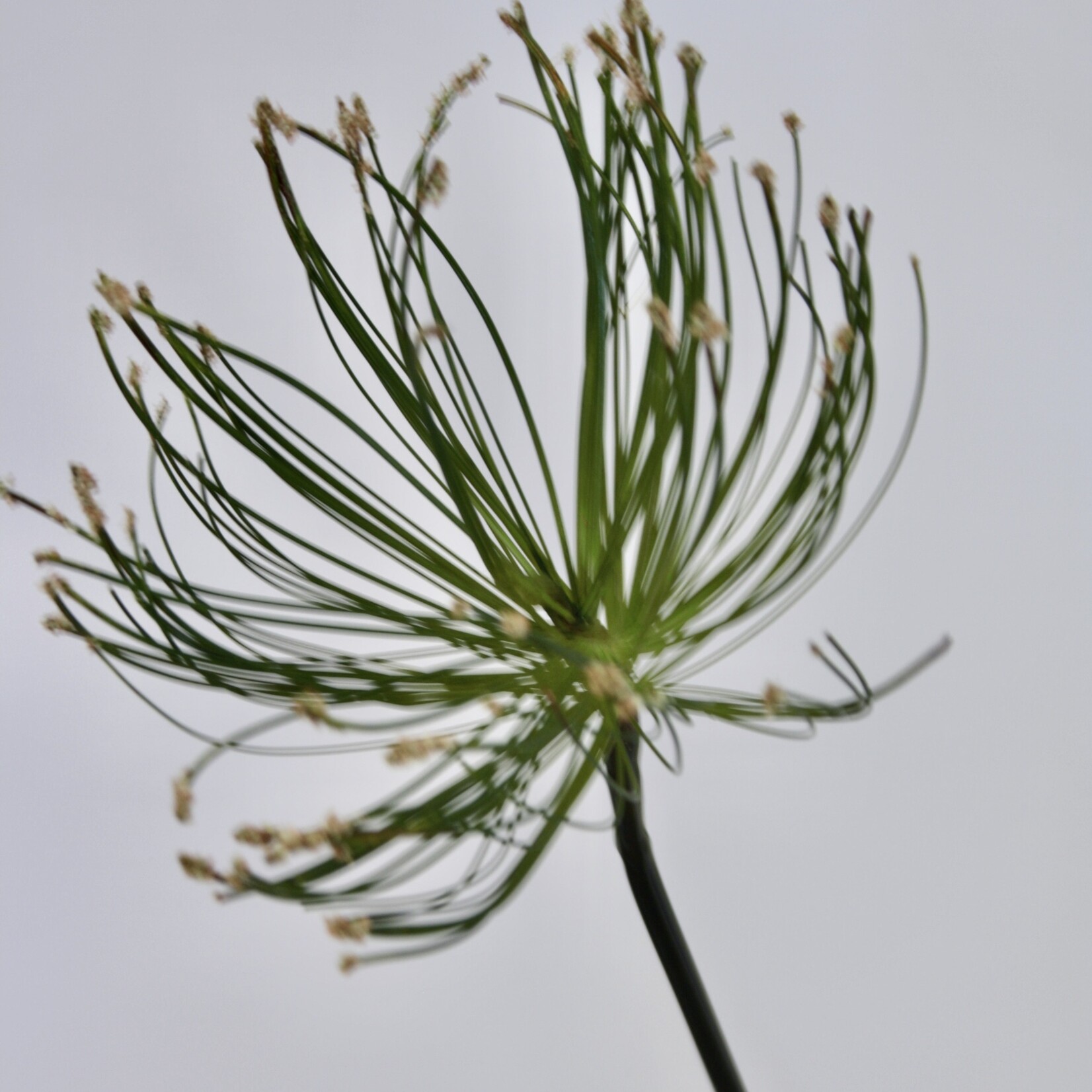 CYPERUS PAPYRUS | GREEN | 69 CM