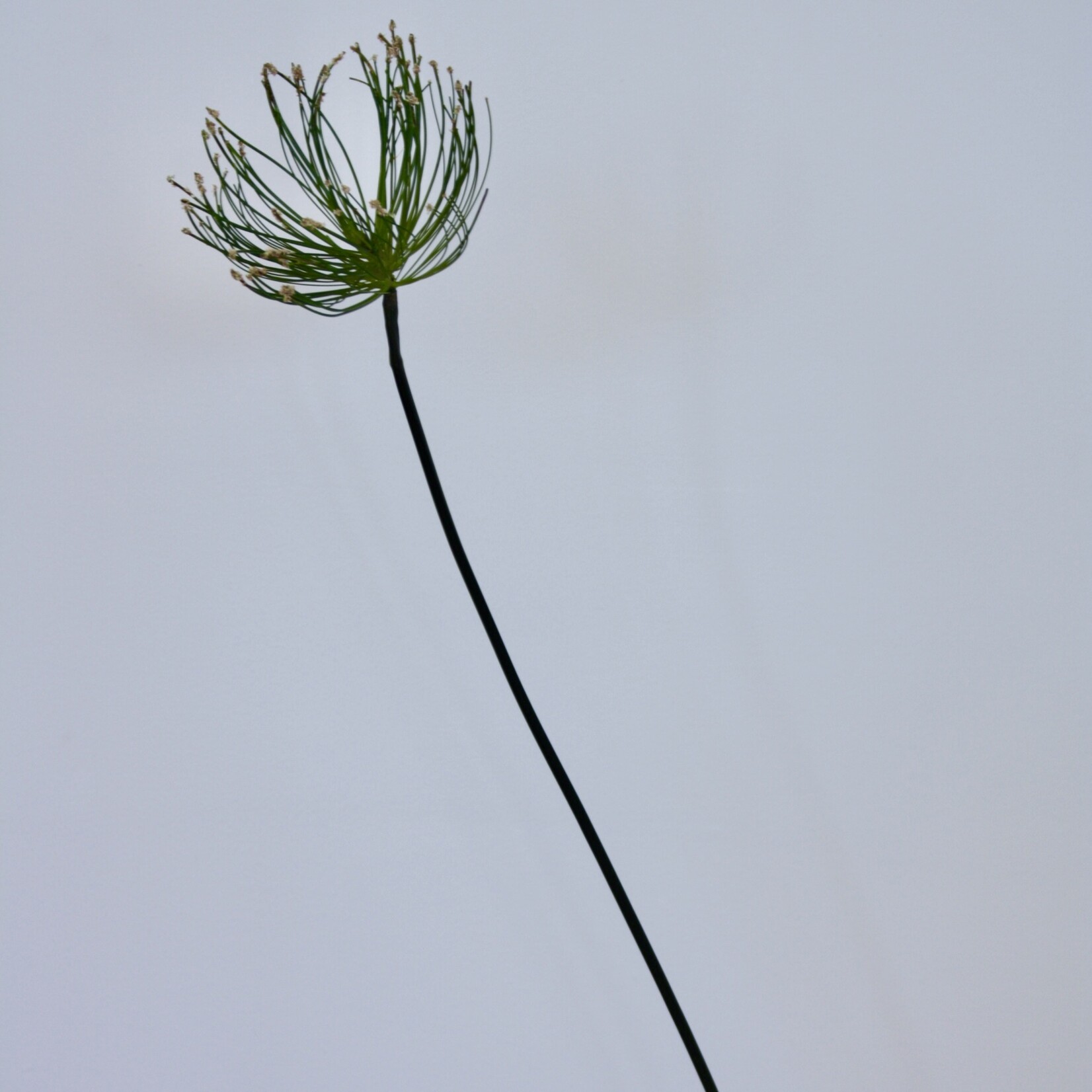 PARAPLU PAPYRUS | GROEN | 69 CM