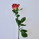 ROOS | ROOD | 65 CM