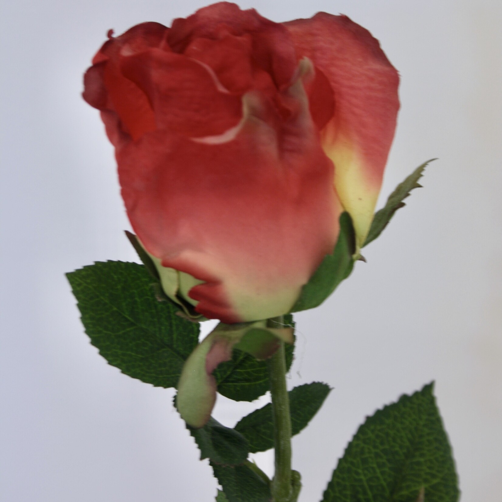 ROSE LOUIS DE FUNES | RED | 65 CM
