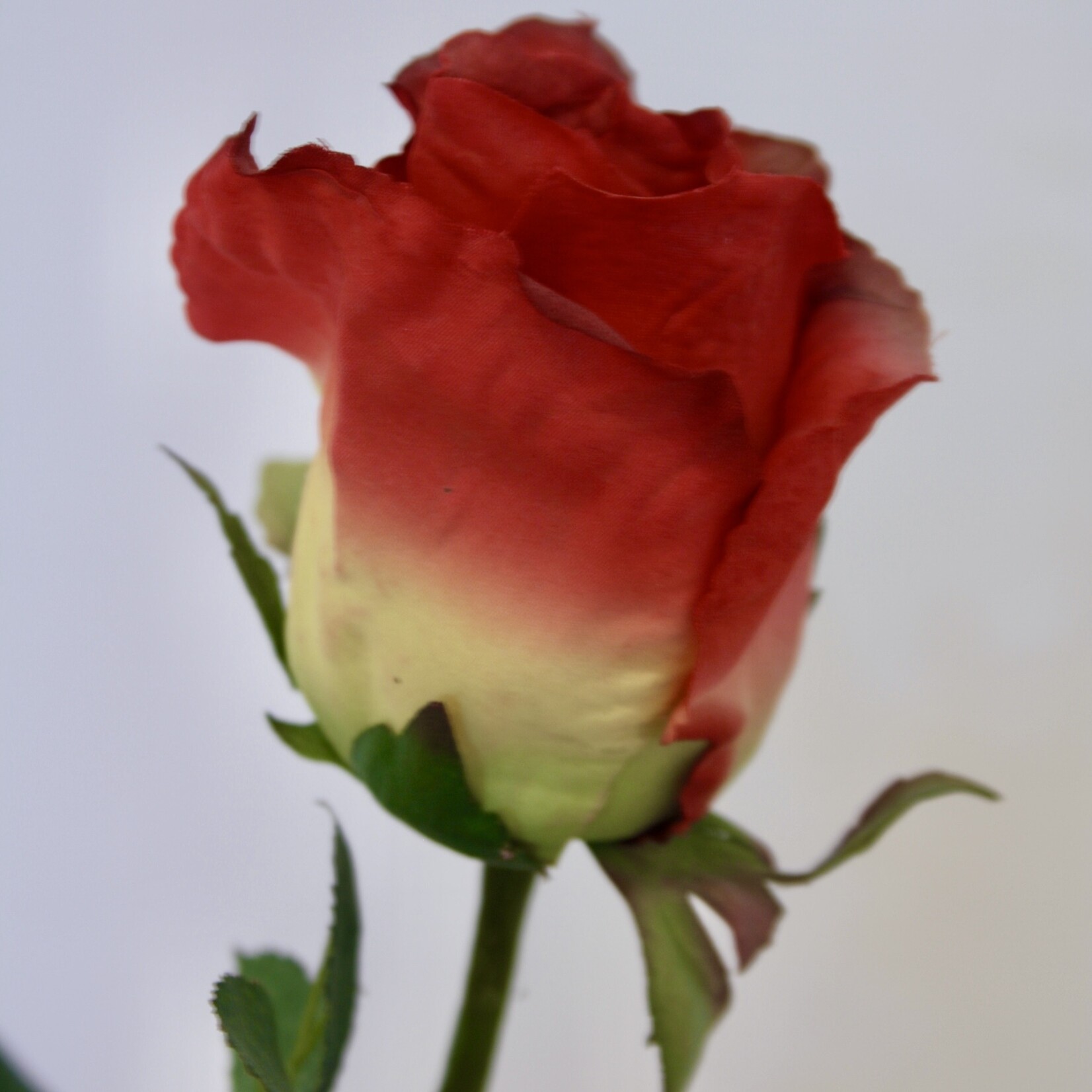 ROOS  LOUIS DE FUNES | ROOD | 65 CM