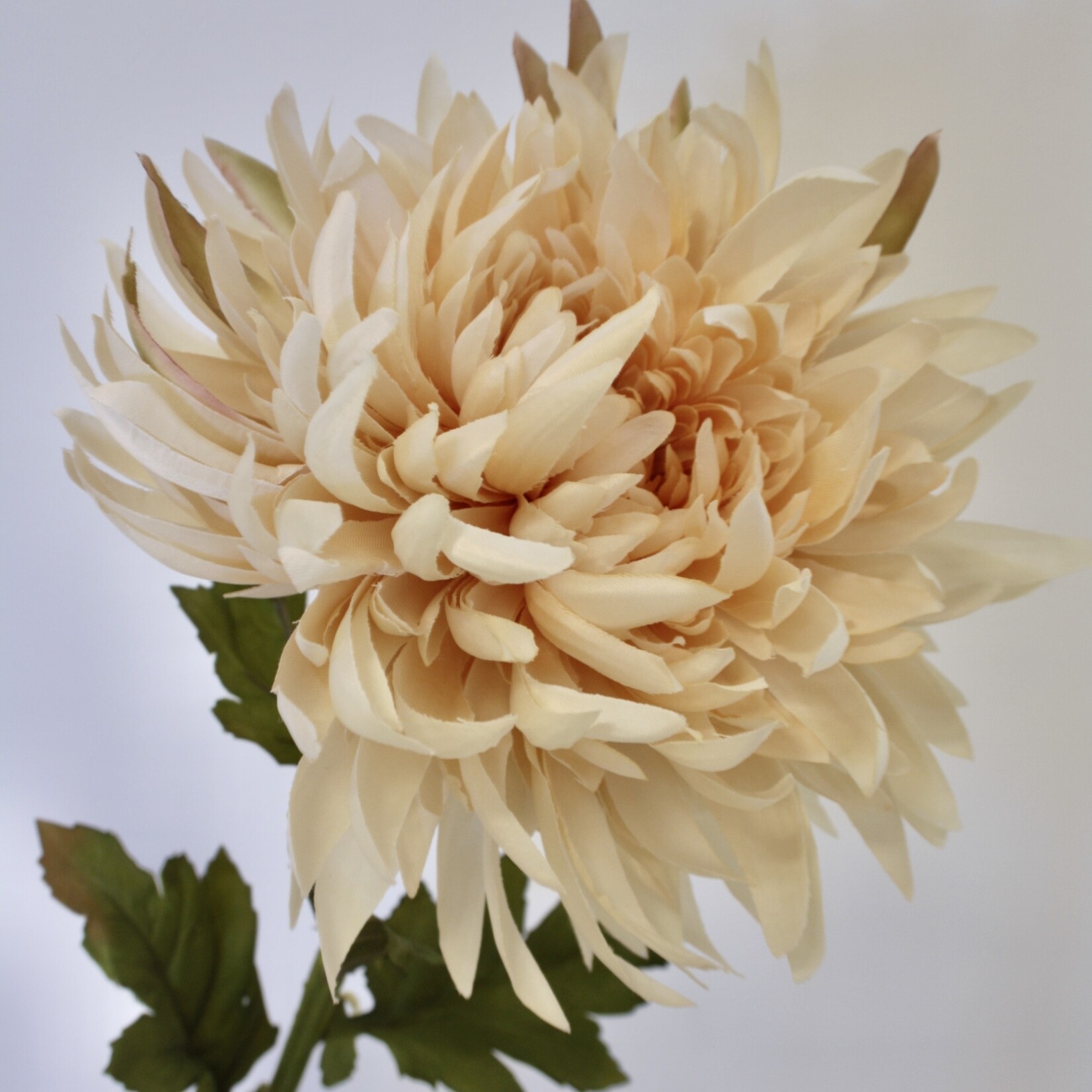 CHRYSANT | CREME | 62 CM