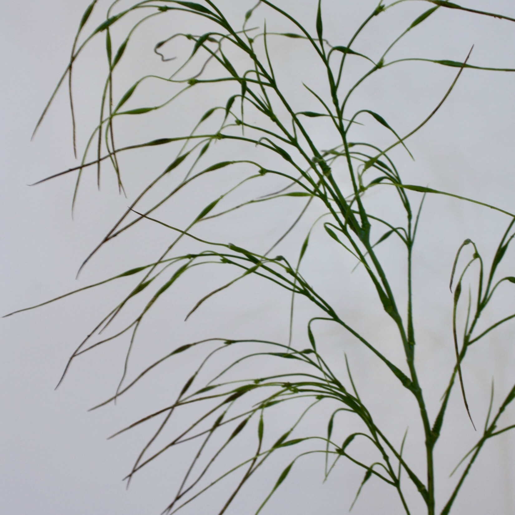 GRASS BRANCH FINE XL | GREEN | 105 CM