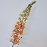 EREMURUS | ZALM | 106 CM