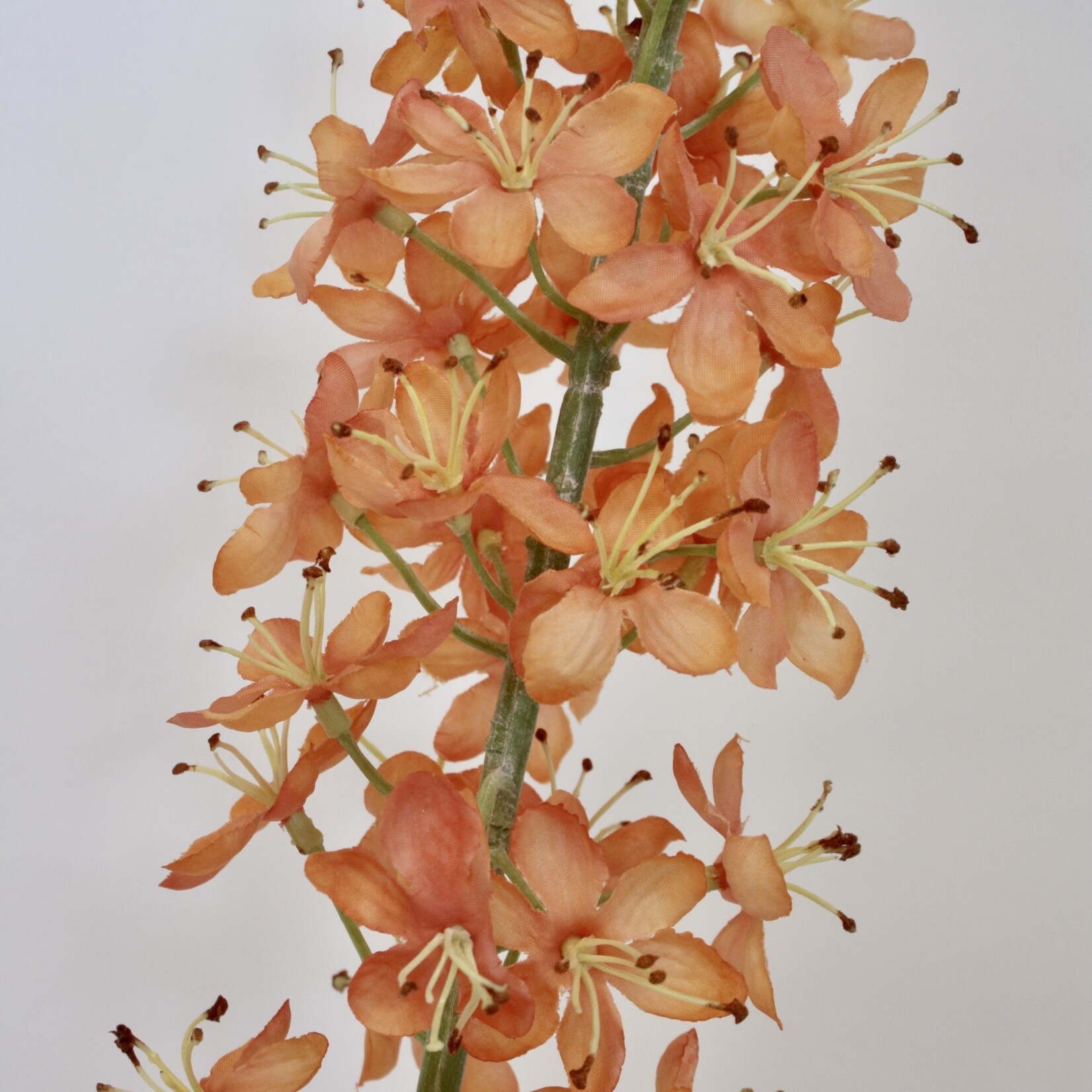 EREMURUS ISABELLINUS | ZALM | 106 CM