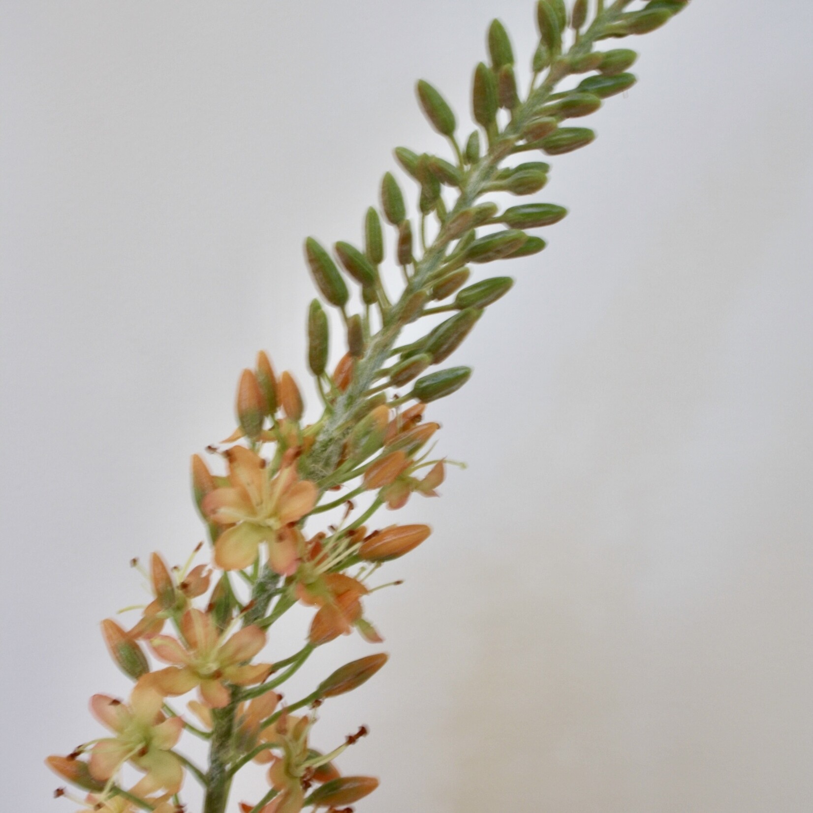 EREMURUS ISABELLINUS | ZALM | 106 CM