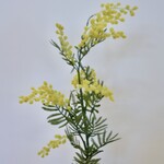 MIMOSA | GEEL | 86 CM