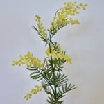 MIMOSA | YELLOW | 86 CM