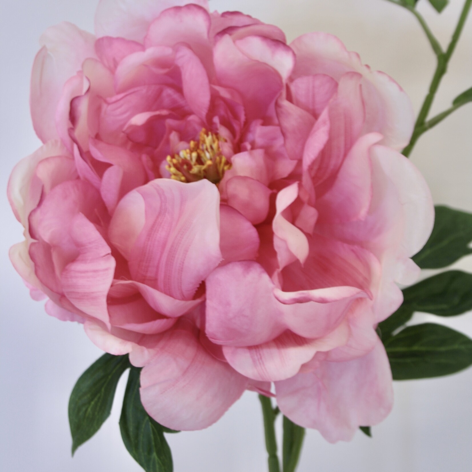 PIOENROOS FELIX CROUSE | ROZE | 60 CM  |
