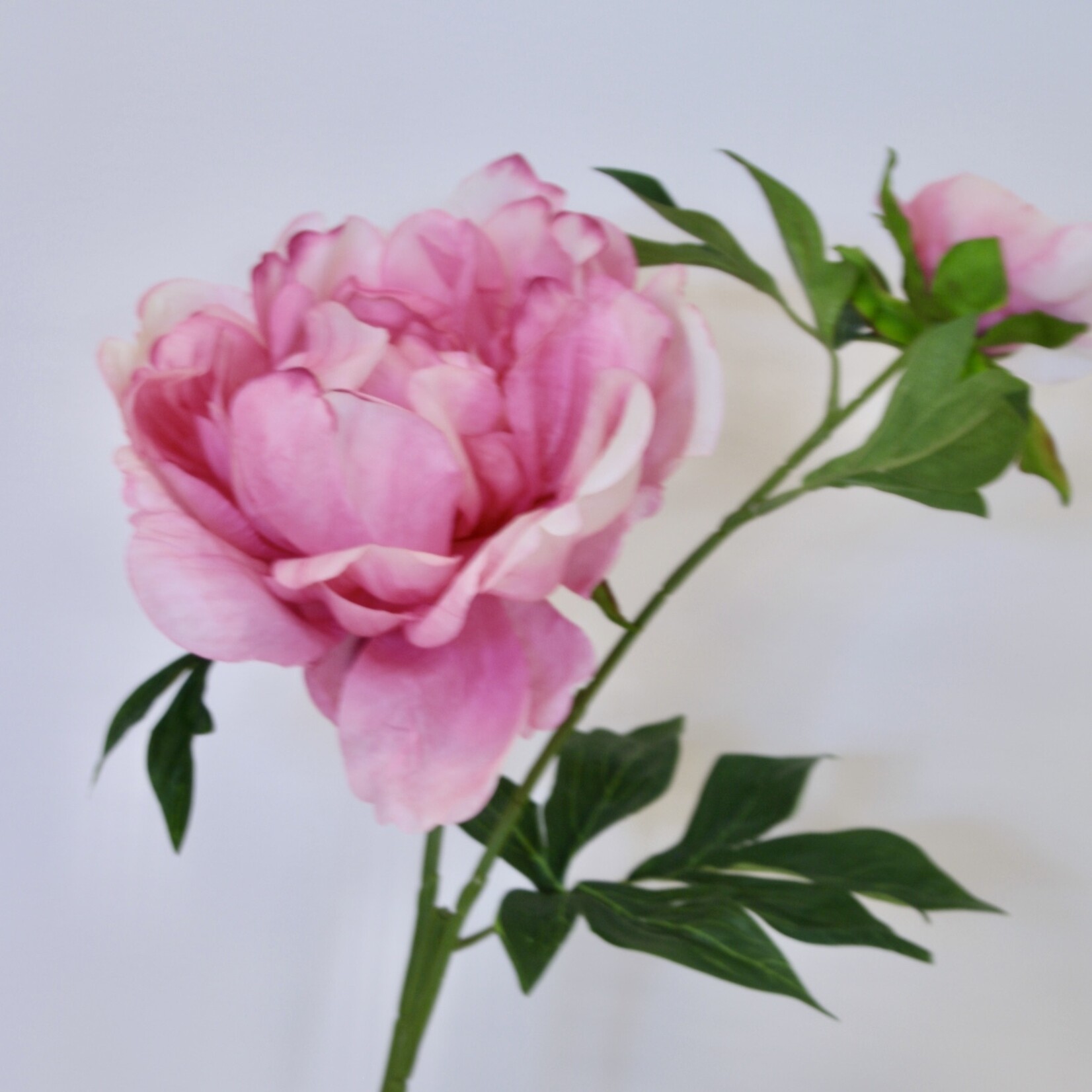 PEONY FELIX CROUSE | PINK | 60 CM |