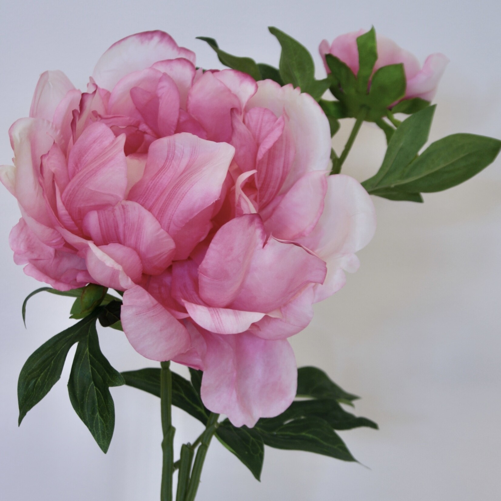 PIOENROOS FELIX CROUSE | ROZE | 60 CM  |