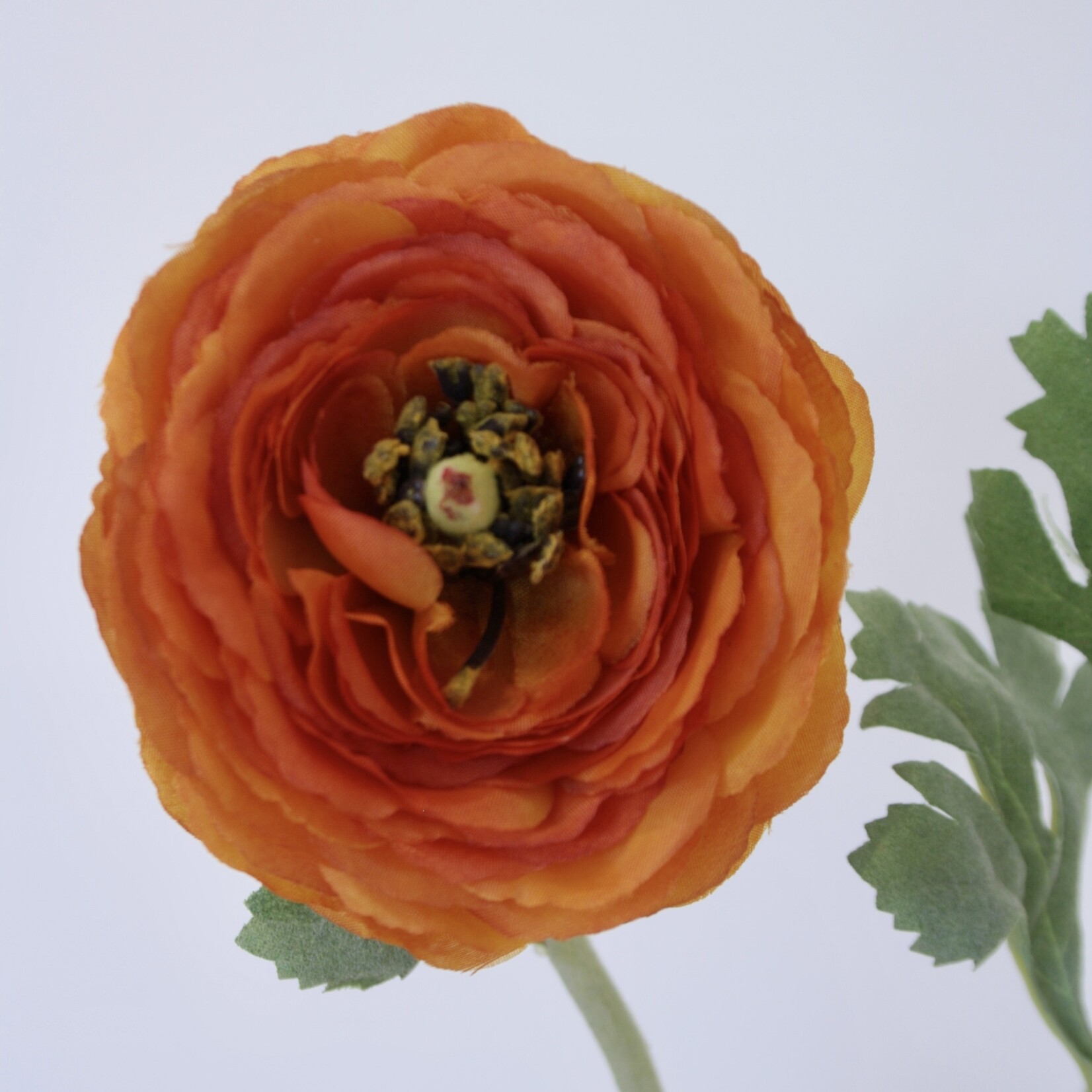 RANONKEL CLEMENTINE | ORANJE | 68 CM