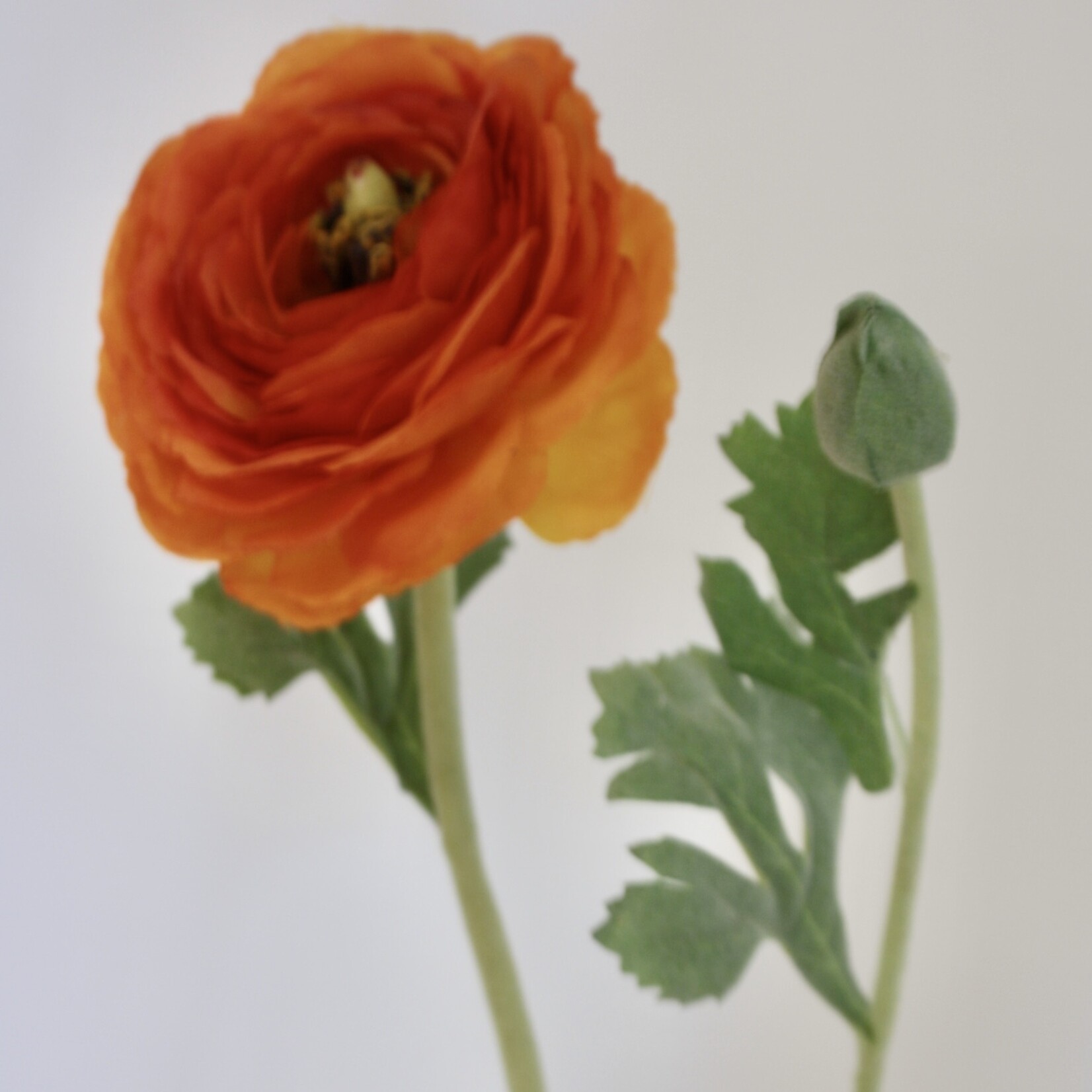 RANONKEL CLEMENTINE | ORANJE | 68 CM