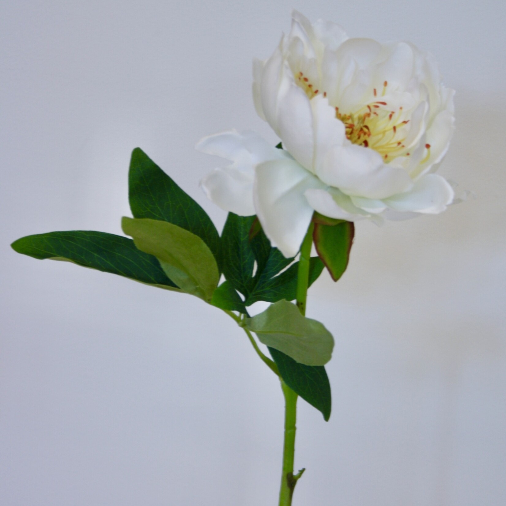 PIOENROOS GARDENIA | WIT | 51 CM