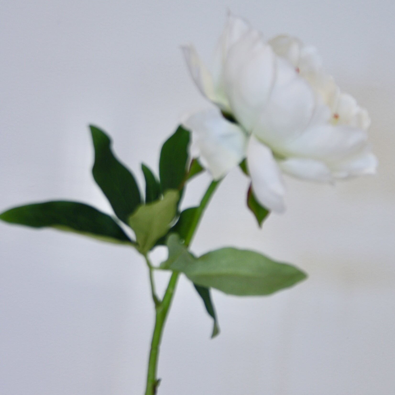 PEONY GARDENIA| WHITE | 51 CM