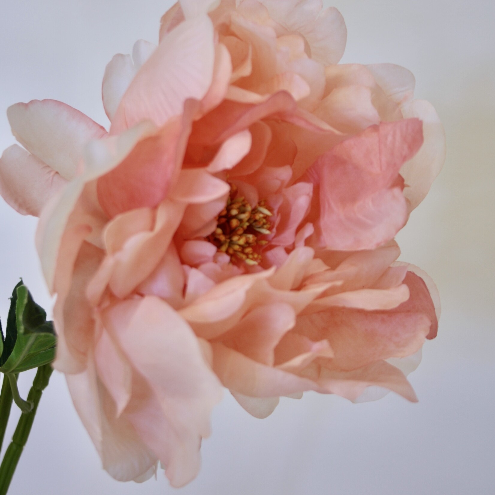 PEONY ROSE PASTEL ELEGANCE | SALMON | 60 CM