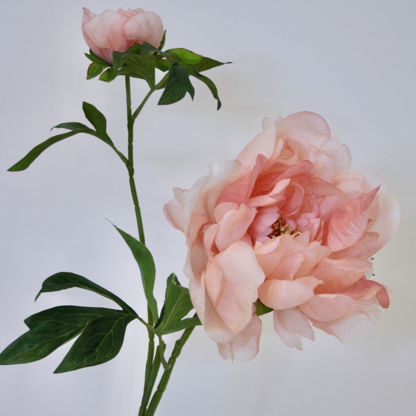 PIOENROOS PASTEL ELEGANCE | ZALM| 60 CM
