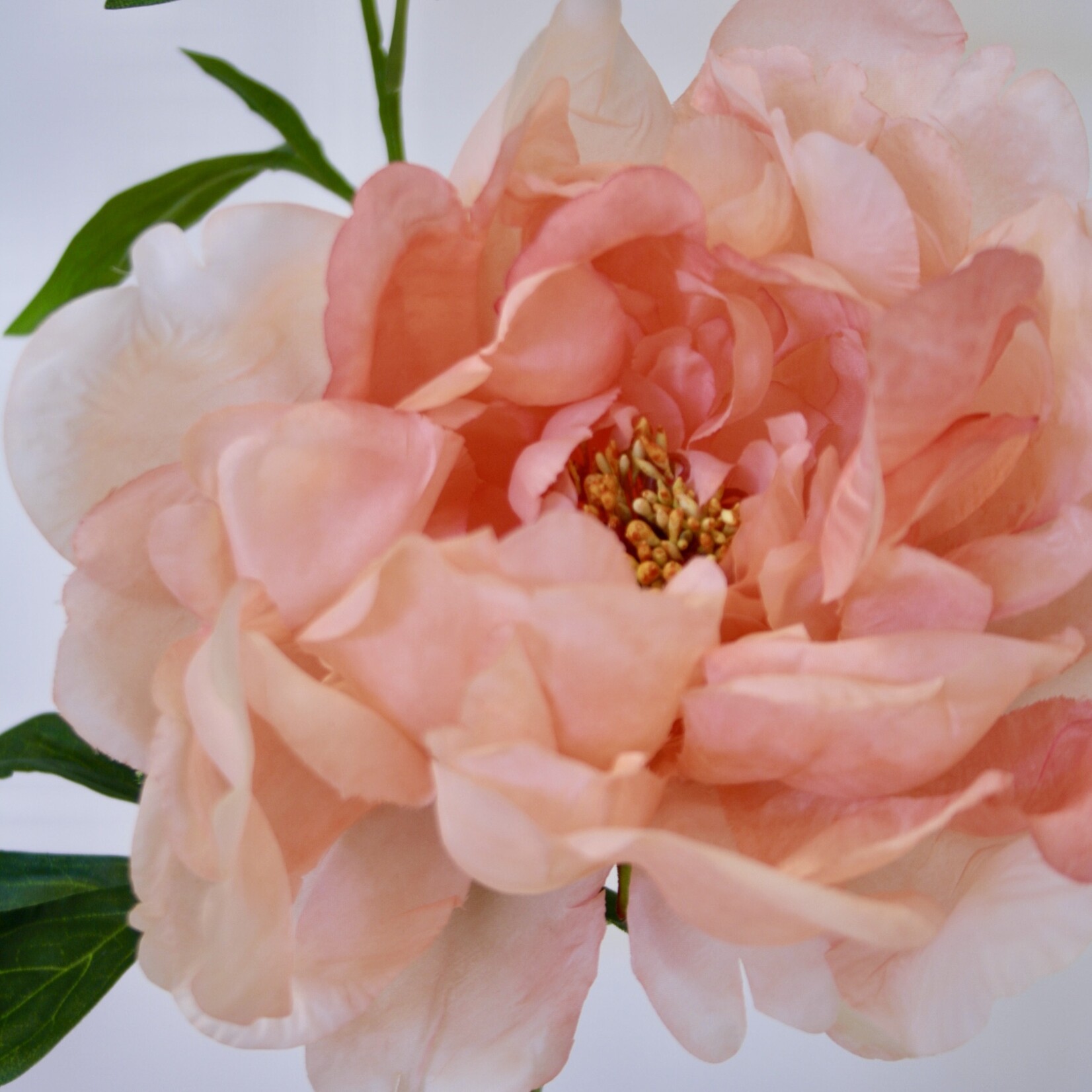 PIOENROOS PASTEL ELEGANCE | ZALM| 60 CM