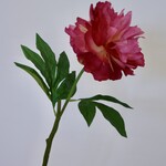 PIOENROOS | ROZE | 60 CM