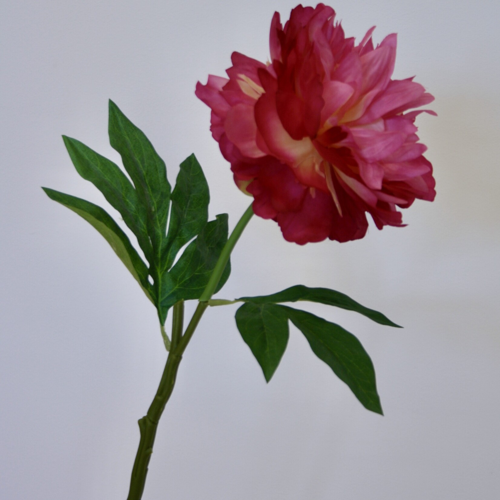 PIOENROOS KANSAS | ROZE | 60 CM