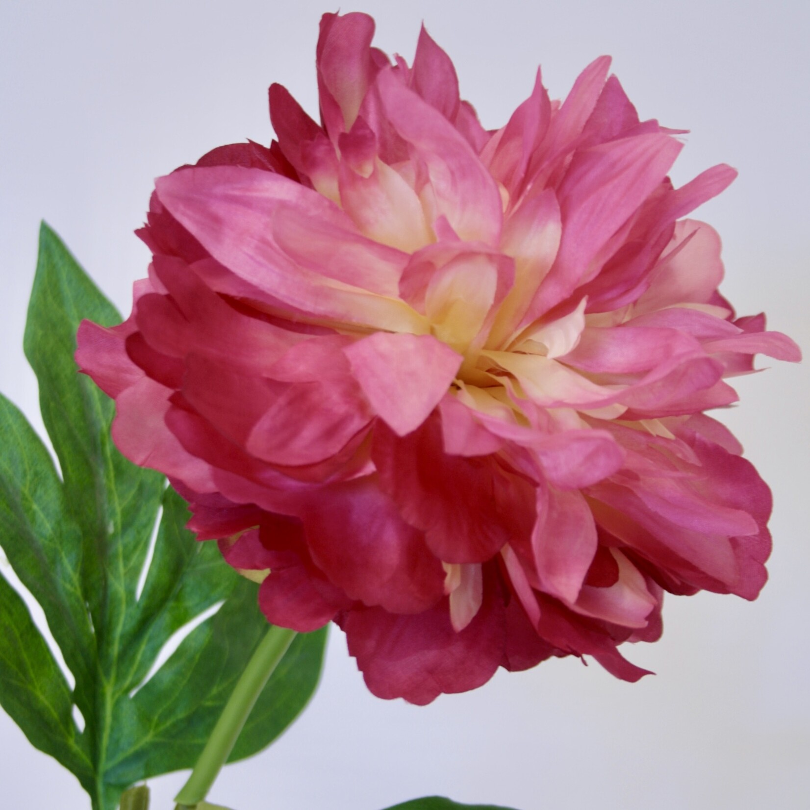 PIOENROOS KANSAS | ROZE | 60 CM