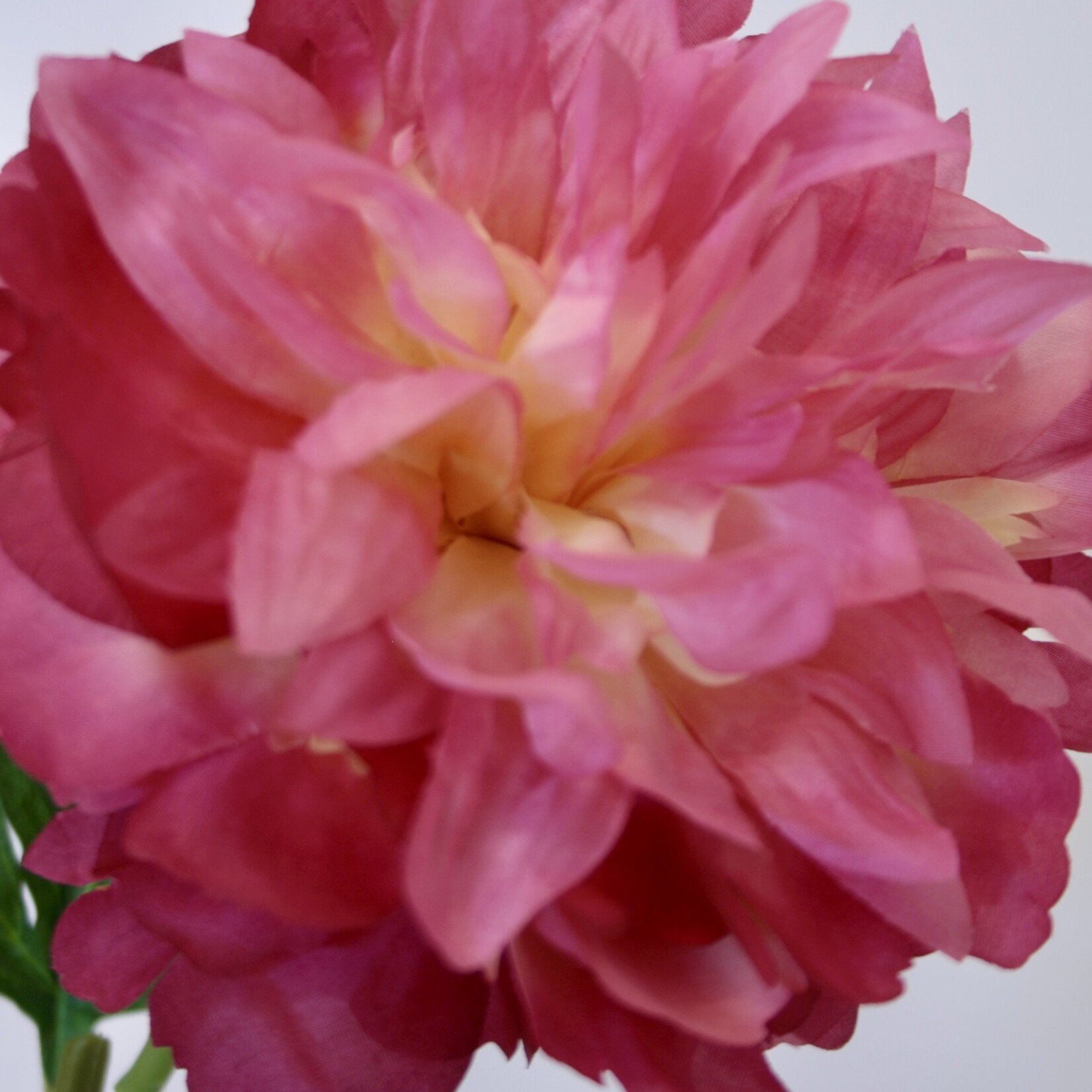 PEONY KANSAS | PINK | 60 CM |