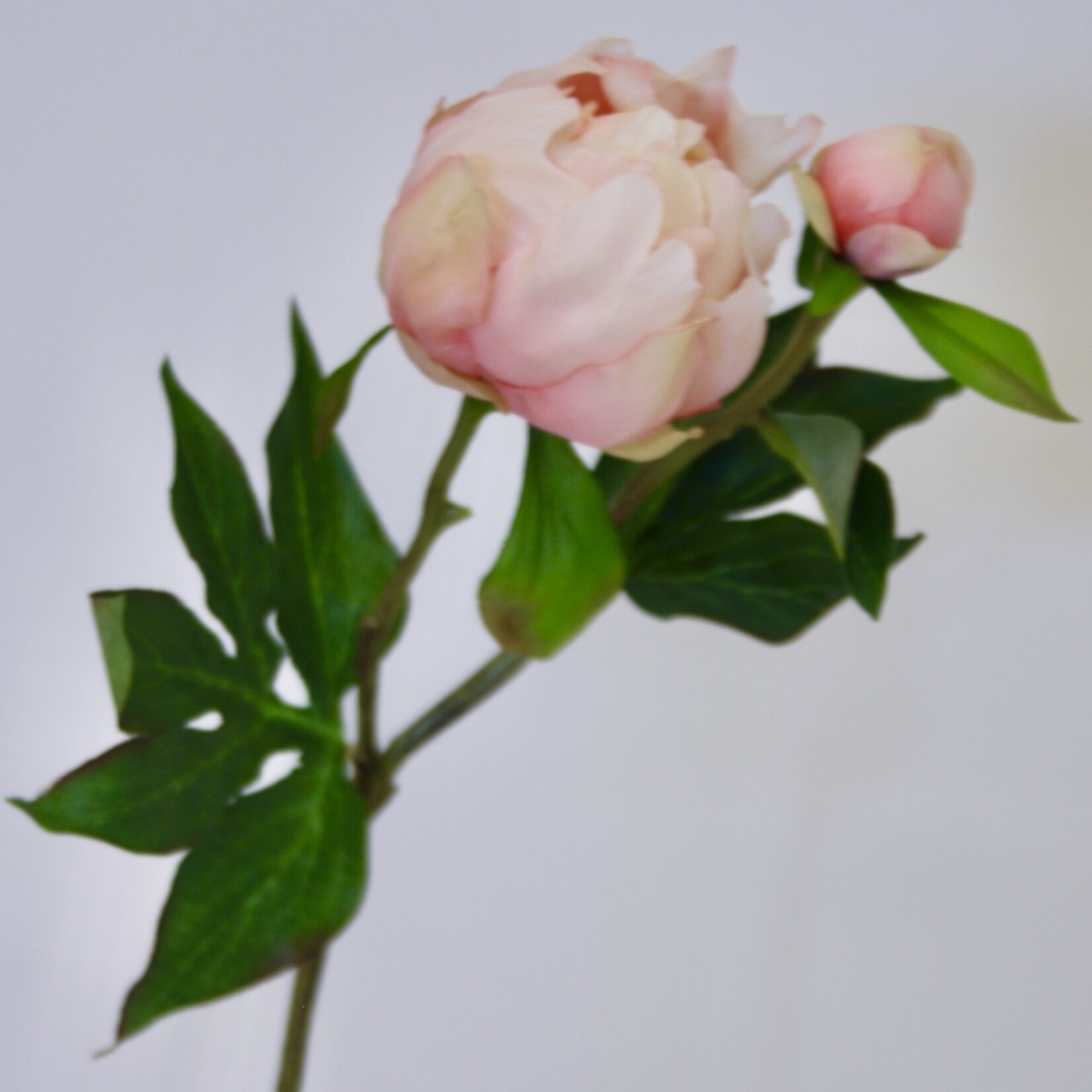 PIOENROOS PASTEL ELEGANCE | PERZIK | 45 CM